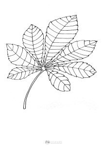liść kasztanowca - szablon