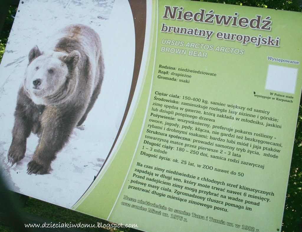 wycieczka z dziećmi do Zoo, zwierzęta warszawskiego Zoo - niedźwiedź