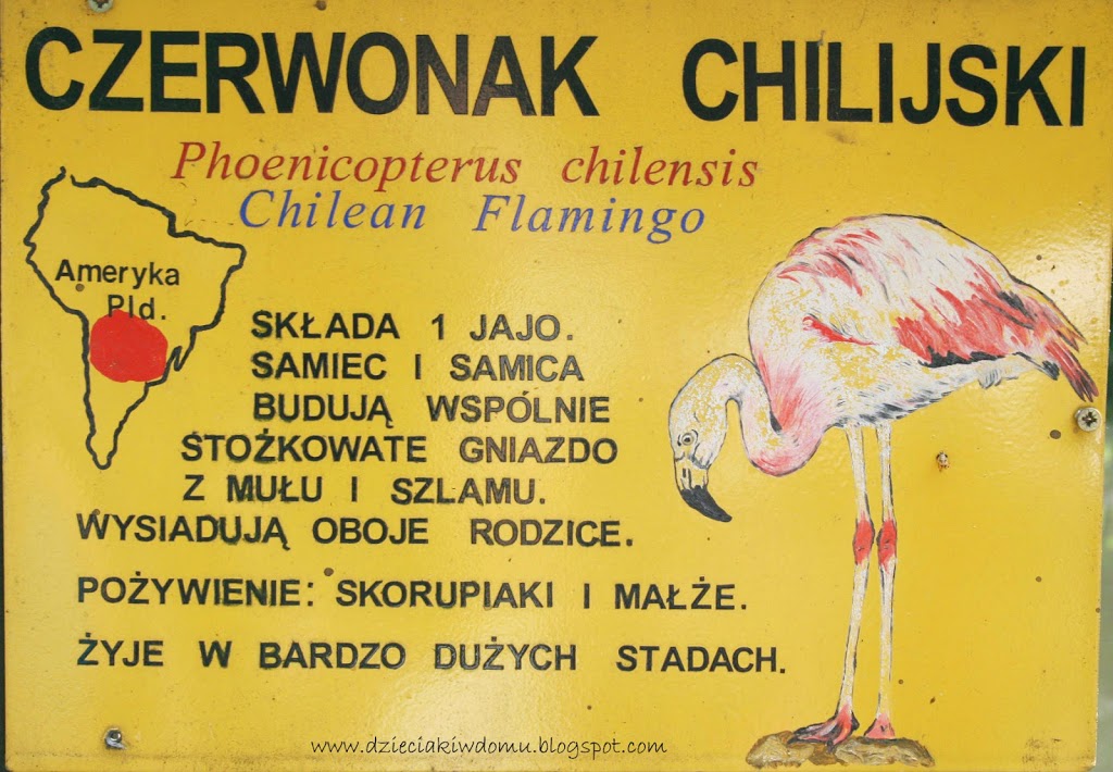 wycieczka z dziećmi do Zoo, zwierzęta warszawskiego Zoo - czerwonak