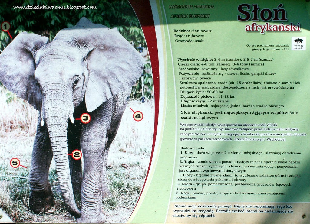 wycieczka z dziećmi do Zoo, zwierzęta warszawskiego Zoo - słoń