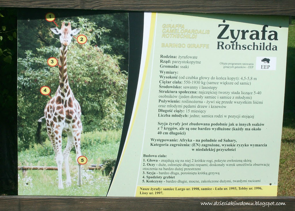 wycieczka z dziećmi do Zoo, zwierzęta warszawskiego Zoo - żyrafa