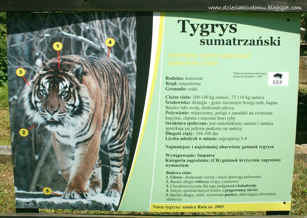 wycieczka z dziećmi do Zoo, zwierzęta warszawskiego Zoo - tygrys
