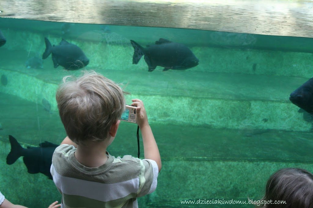 wycieczka z dziećmi do Zoo, rozwijanie pasji i zainteresowań u dzieci