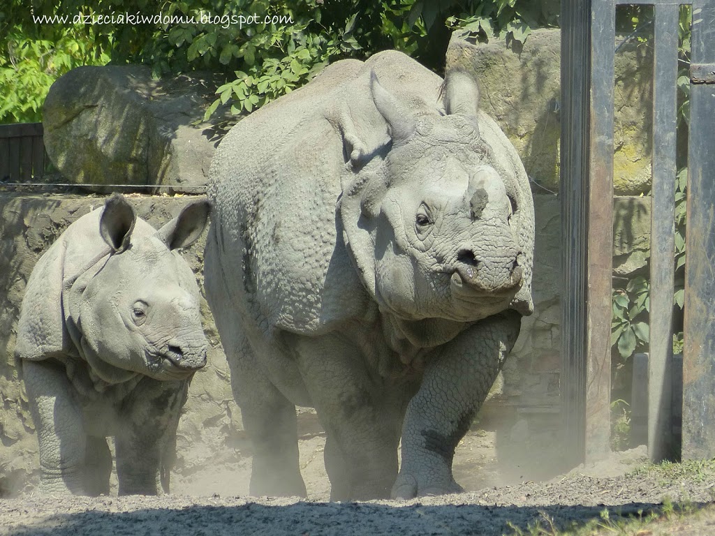 wycieczka z dziećmi do Zoo, zwierzęta warszawskiego Zoo - nosorożec