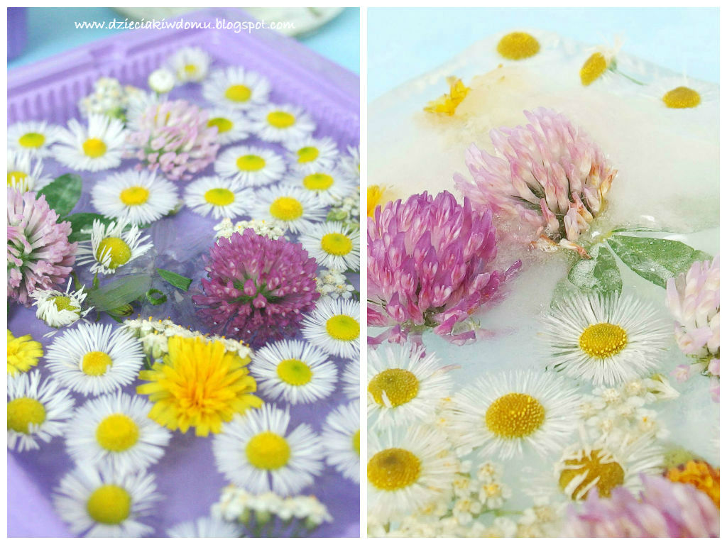 Wodne kompozycje i lodowe obrazy z polnych kwiatów - kreatywna zabawa dla dzieci 