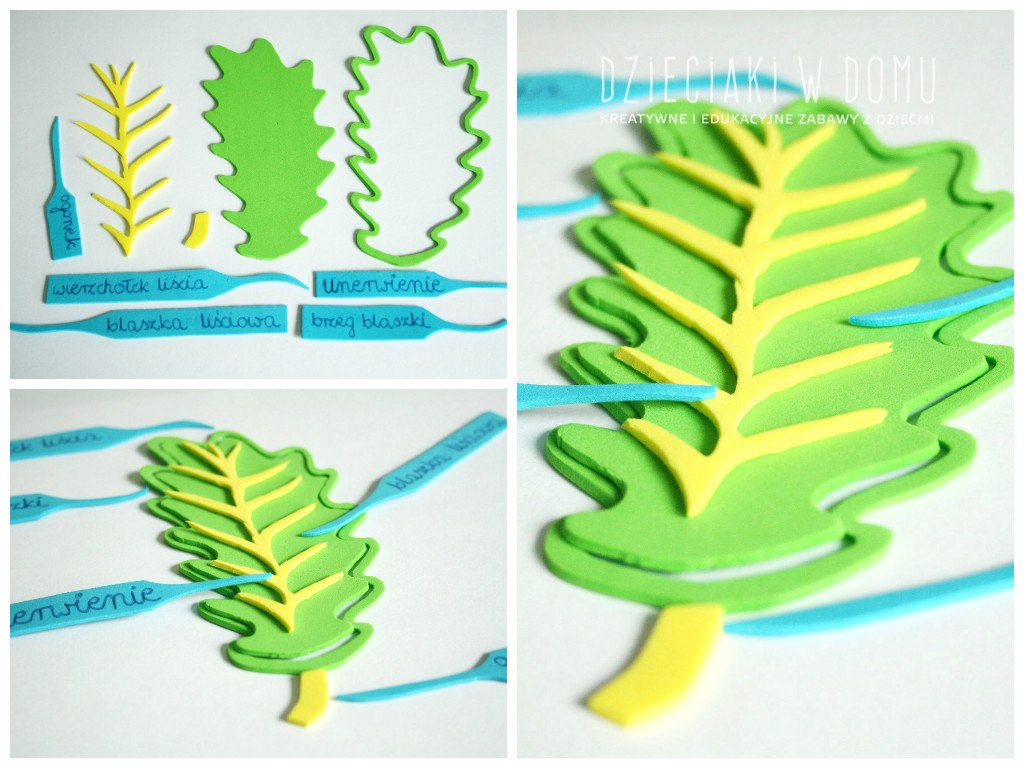 budowa liścia - schemat z kreatywnej pianki dla dzieci